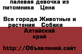 палевая девочка из питомника › Цена ­ 40 000 - Все города Животные и растения » Собаки   . Алтайский край